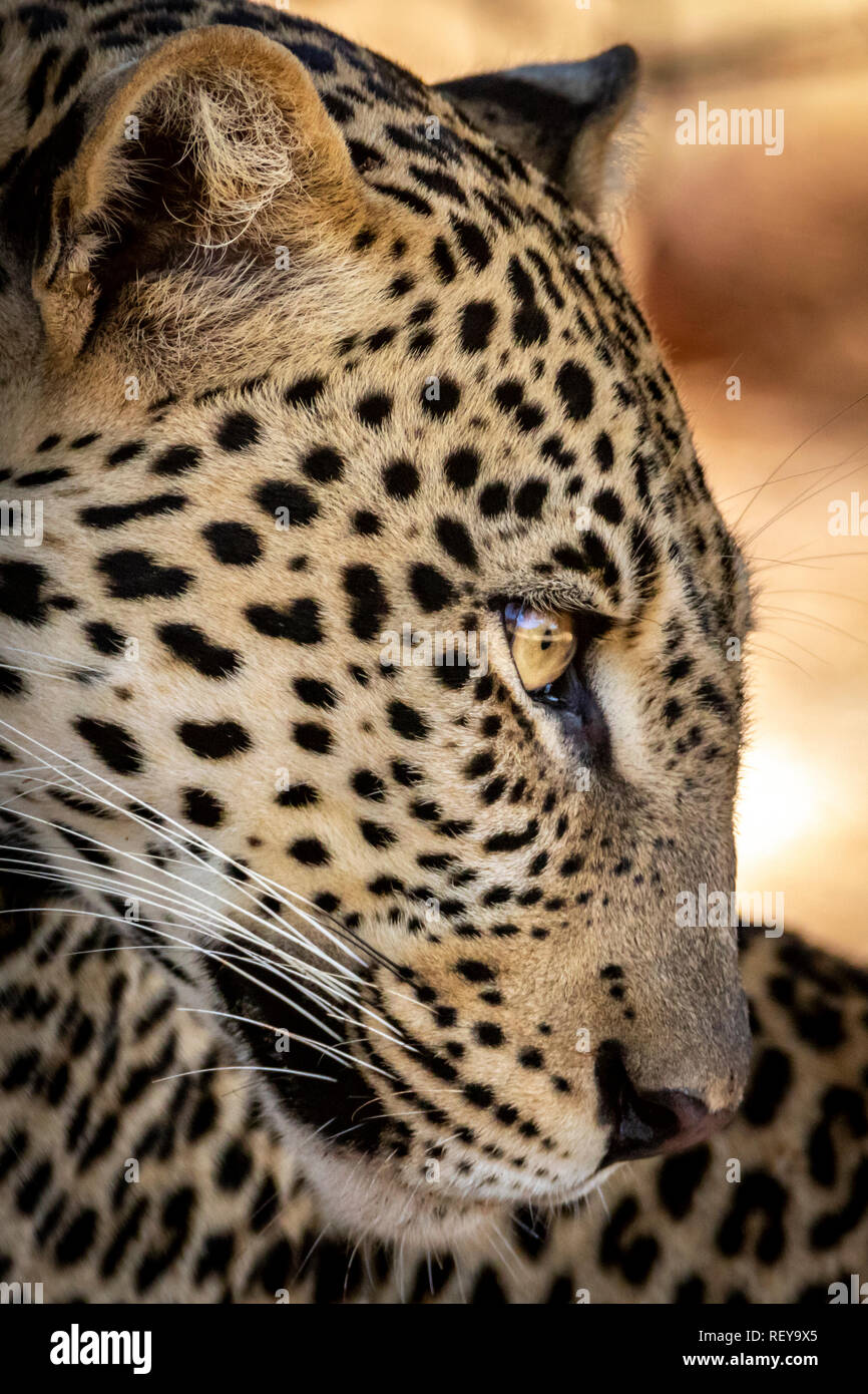Vicino il volto di Leopard Foto Stock