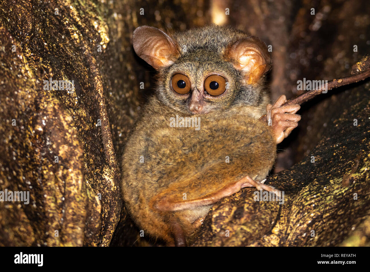 Un minuscolo tarsier in Tangkoko National Park, Sulawesi Foto Stock