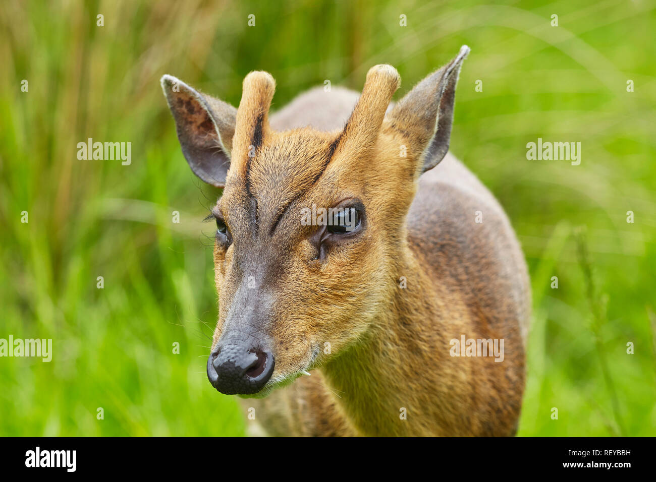 Reeves Muntjac deer (Muntiacus reevesi), chiamato anche i cinesi Muntjac, è un piccolo cervo nativa per la Cina, ormai molto comune nel Regno Unito. Foto Stock