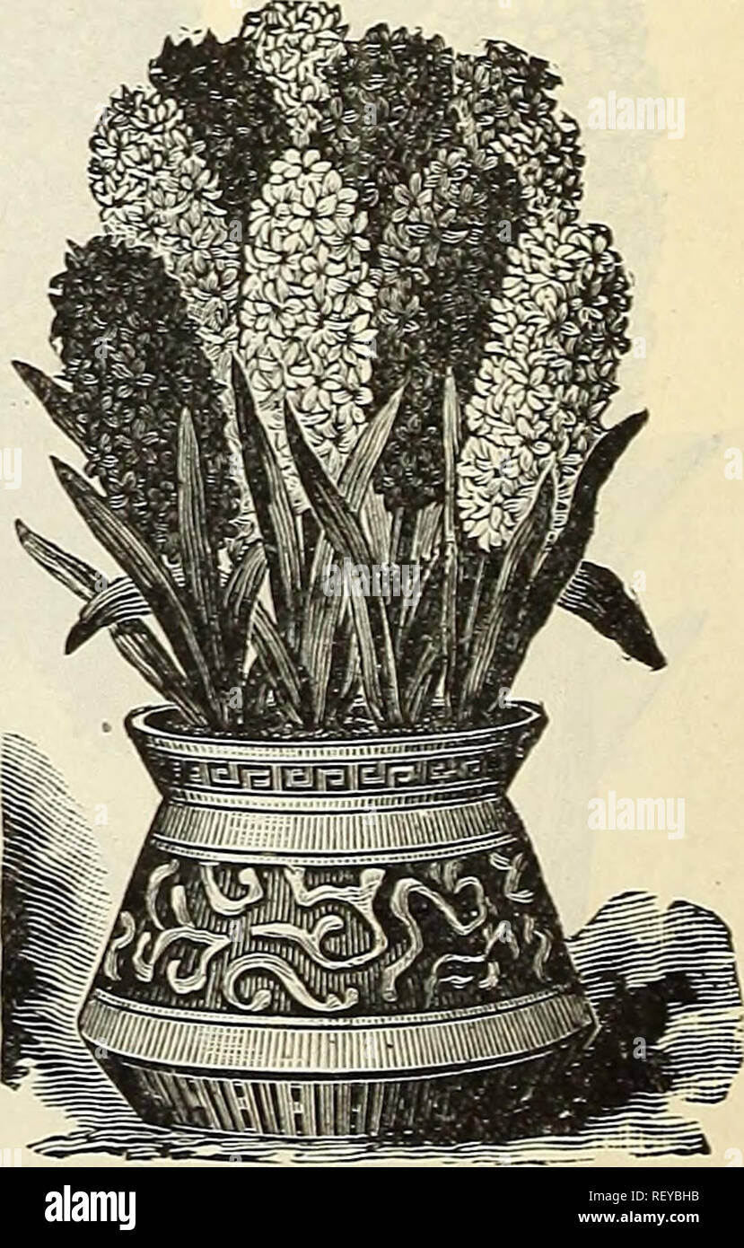 Salve a tutti. Ho raccolto dei semi di clivia: potrei sapere quando si interrano (in vaso), che distanza l'uno dall'altro,e a che profondità dal bordo vaso. Grazie in anticipo. Spero non sia