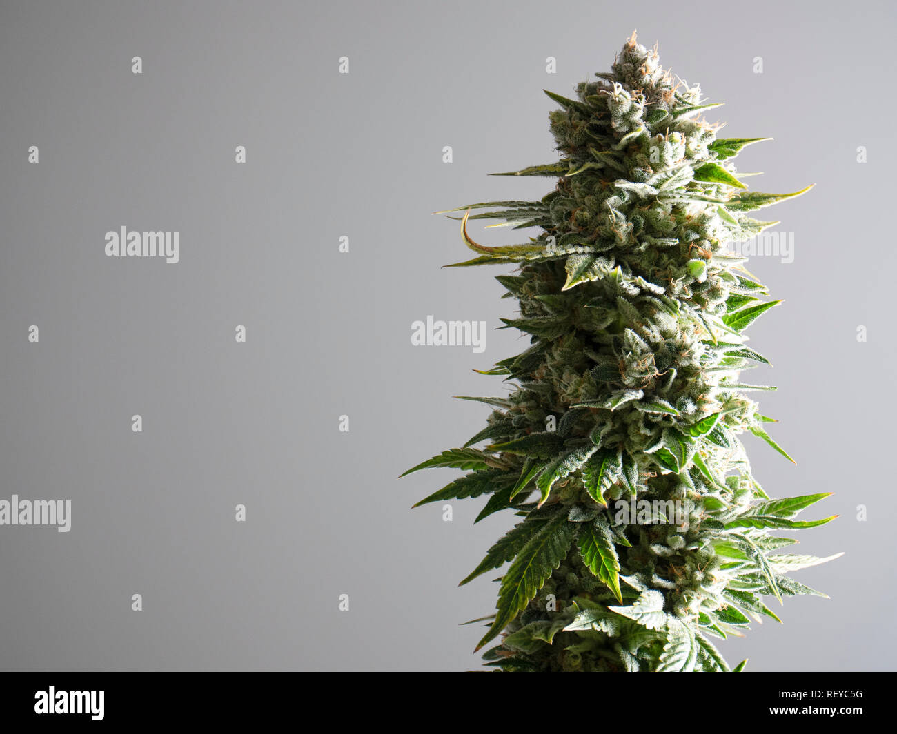 Grandi ricreativo della Cannabis Pianta di Marijuana vista macro lascia gemme cristalli Foto Stock