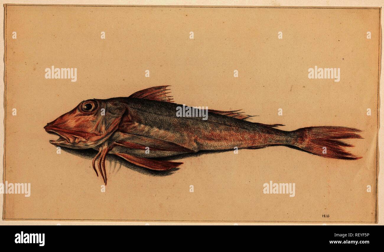 Pesce. Relatore per parere: Jean Bernard. Dating: 1816. Misurazioni: h 230 mm × W 398 mm. Museo: Rijksmuseum Amsterdam. Foto Stock