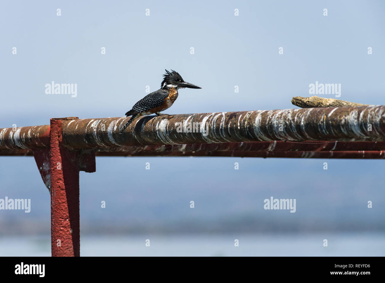 Un gigante maschile kingfisher (Megaceryle maxima), la più grande compagnia Kingfisher in Africa, appollaiato su un metallo pontone, Lake Naivasha, Kenya Foto Stock