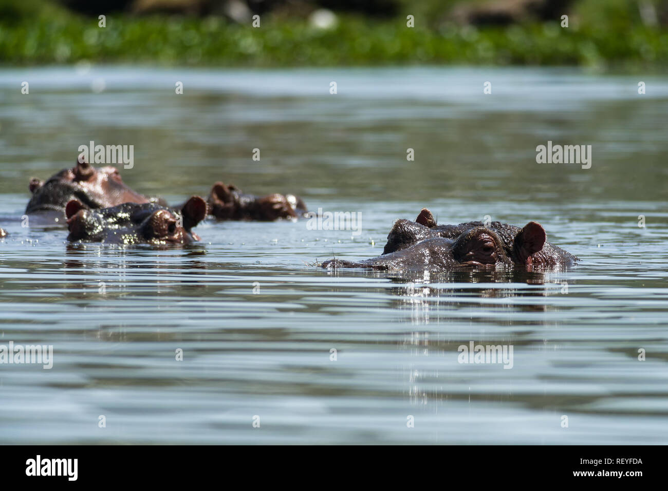 Un gruppo o un pod di East African ippopotamo (Hippopotamus amphibius) o ippopotami parzialmente sommerso in acqua, il lago Naivasha, Kenya Foto Stock