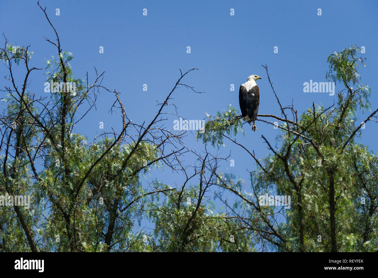 Un africano di pesce o di Sea Eagle (Haliaeetus vocifer) arroccato in un grande albero contro un cielo blu, il lago Naivasha, Kenya Foto Stock