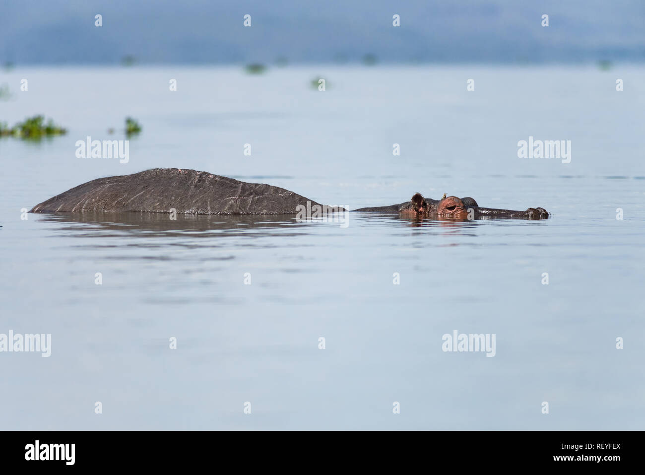 Un maschio di lone East African ippopotamo (Hippopotamus amphibius) o di Ippona parzialmente sommerso in acqua, il lago Naivasha, Kenya Foto Stock