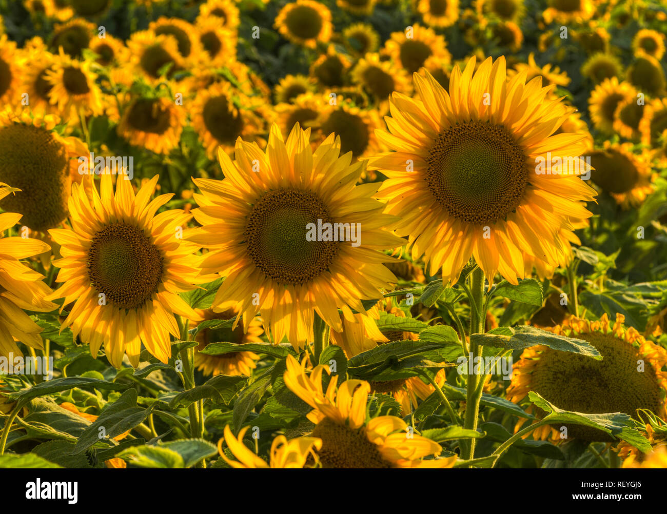 Un campo di girasoli con 3 fiori di dimensioni diverse come una famiglia di girasole. Foto Stock