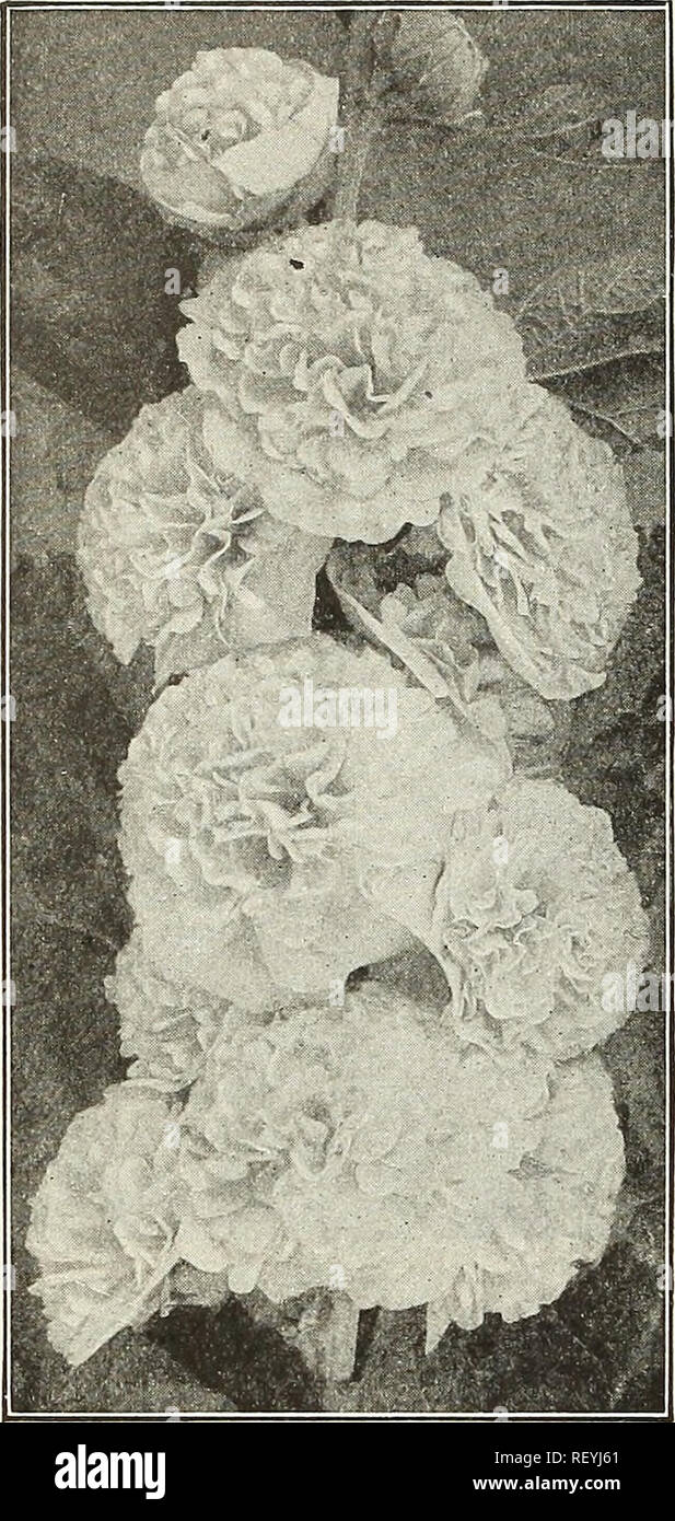 50 Bianco Semi Di Fiori Di Sera Matthiola Stock - Italia - Foto 2