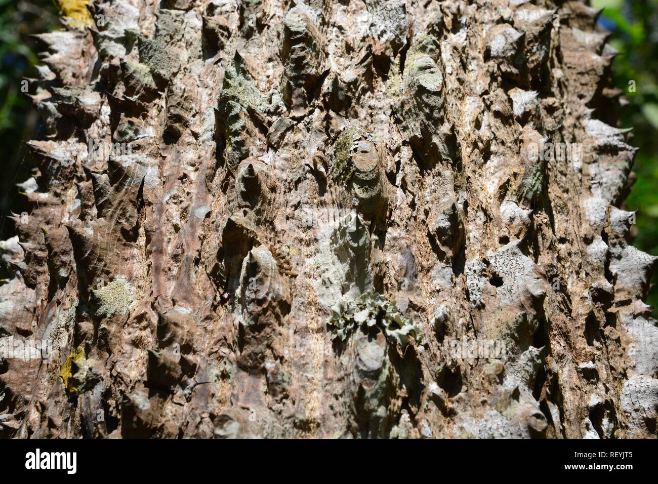 Tronco spinoso di bombax ceiba tree background ** NOTA Selezionare la messa a fuoco con profondità di campo Foto Stock