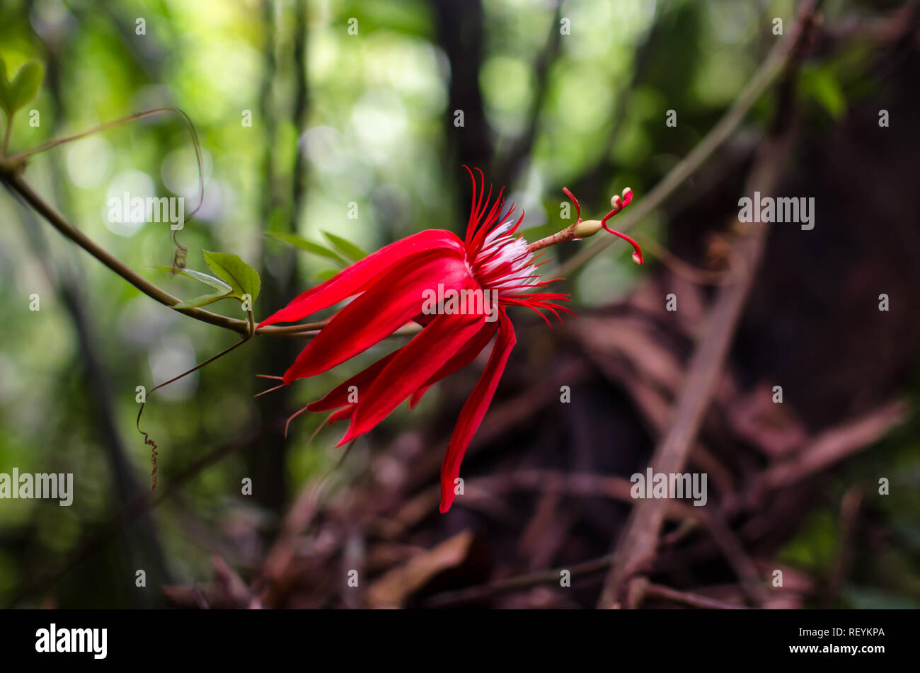 Passiflora vitifolia fiore in Metropolitan National Park Foto Stock
