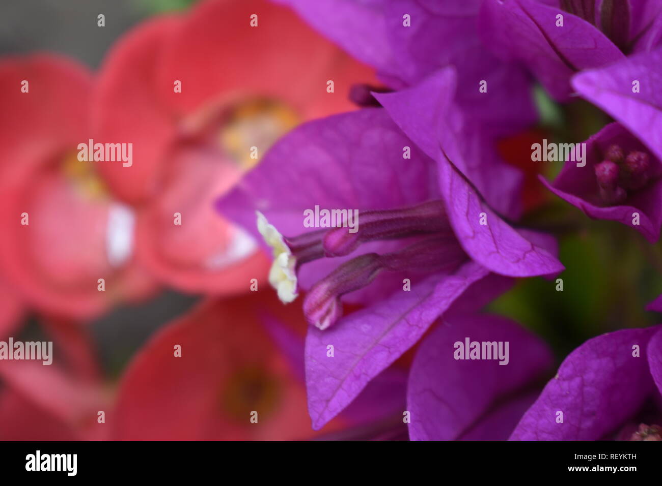 Le goccioline di acqua sulle orchidee 4 Foto Stock