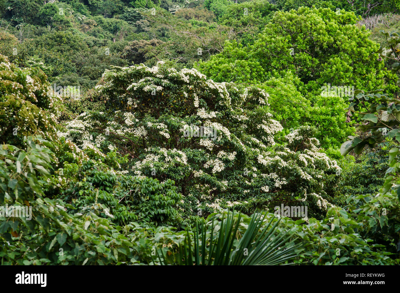 Metropolitan National Park Foto Stock