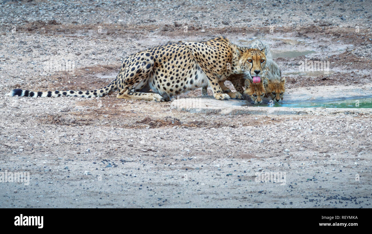 Femmina di ghepardo Acinonyx jubatus con due cuccioli in pericolo di estinzione di specie la loro sete in corrispondenza di un foro di acqua nel Kgalagadi Parco transfrontaliere, Foto Stock