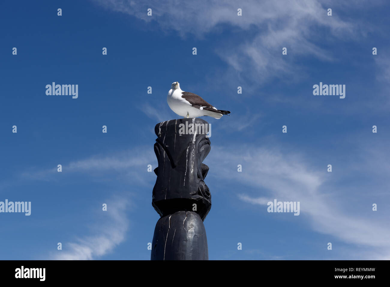 Seagull sulla Pouwhenua, Rangitoto Island, Nuova Zelanda Foto Stock