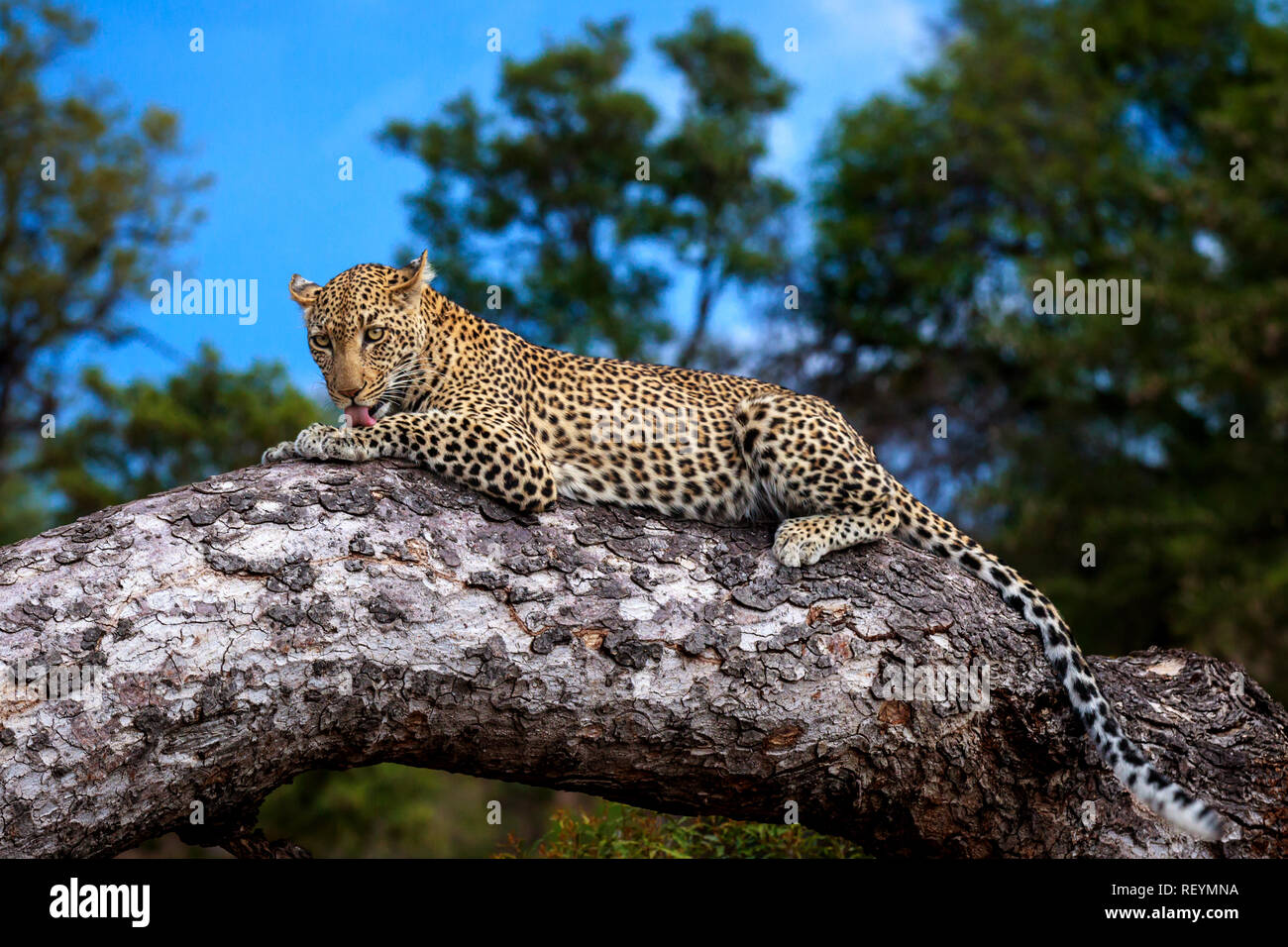 Una femmina di leopard Panthera pardus appoggiato su un ramo e della cura del corpo mentre si guarda intorno. Parco Nazionale di Kruger Mpumalanga Provincia Sud Africa Foto Stock