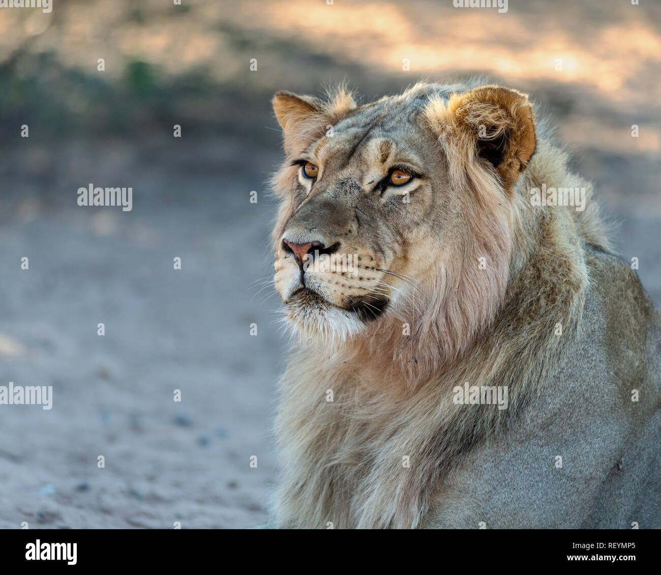 Un giovane maschio lion panthera leo staring inquisitively al resto dell'orgoglio ; Africa del Sud; Kgalagadi Parco transfrontaliera; Northern Cape Provincia Foto Stock