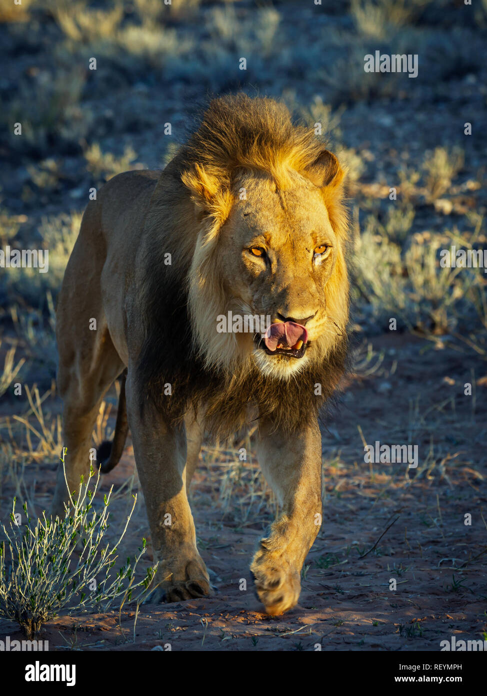 Un maschio di leone panthera leo leccare le sue labbra e piedi verso il basso il secco riverbed; Sud Africa; Kgalagadi Parco transfrontaliera; Northern Cape Provincia Foto Stock