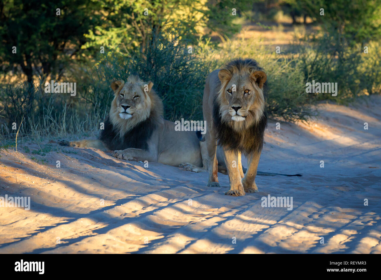 Una coppia di leoni panthera leo in una strada di ghiaia un appoggio di altri a piedi. ; Africa del Sud; Kgalagadi Parco transfrontaliera; Northern Cape Provincia Foto Stock