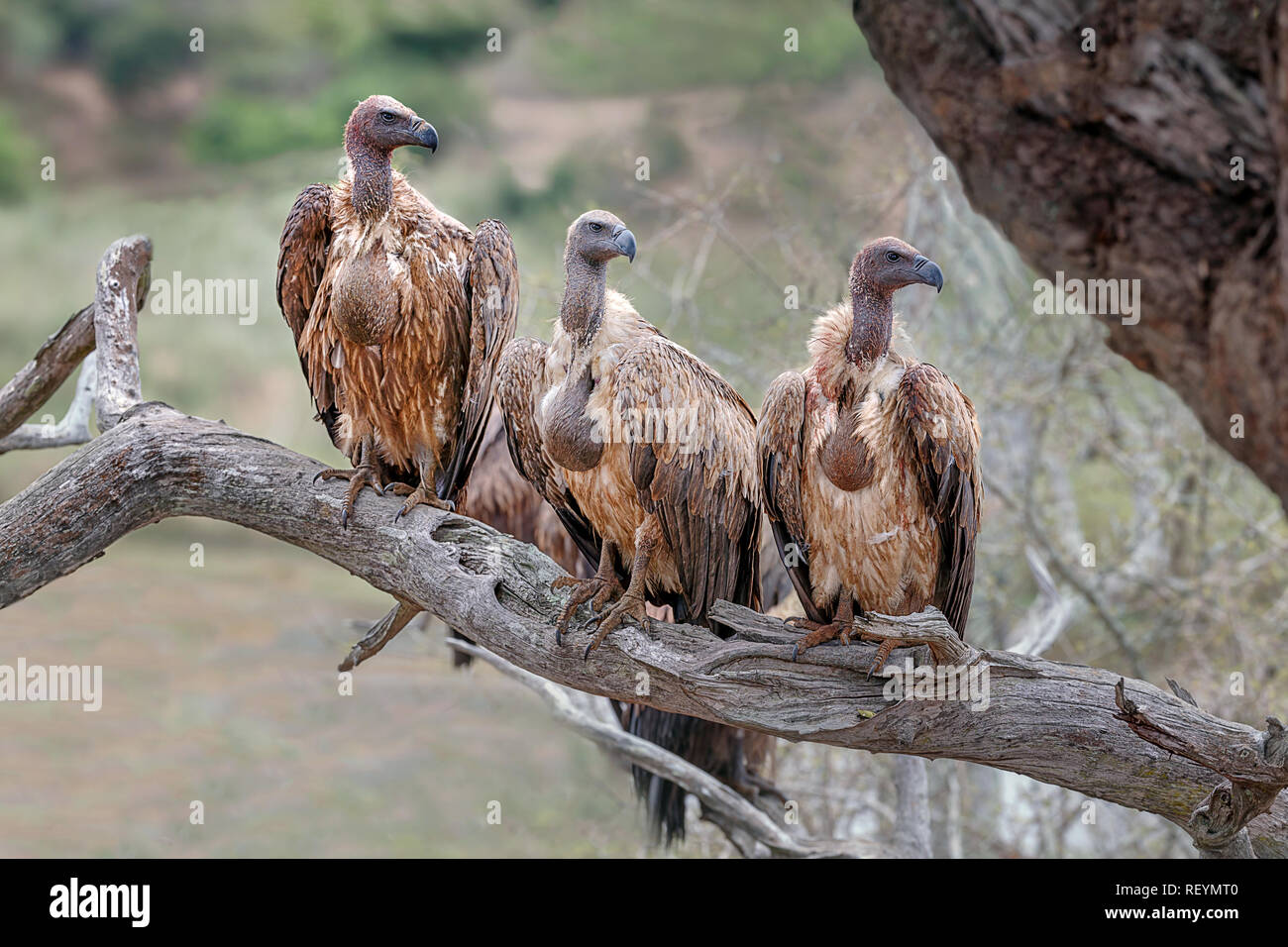 Dorso bianco avvoltoi, gyps africanus, con colture disteso dopo alimentazione su una carcassa. Il Vulture è minacciato di estinzione Foto Stock