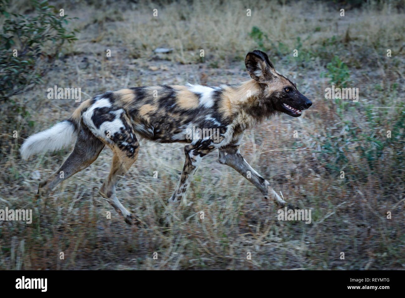 African wild dog Lycaon pictus talvolta indicato come il dipinto di cane che corre attraverso la boccola. Sud Africa; Parco Nazionale Kruger; Foto Stock