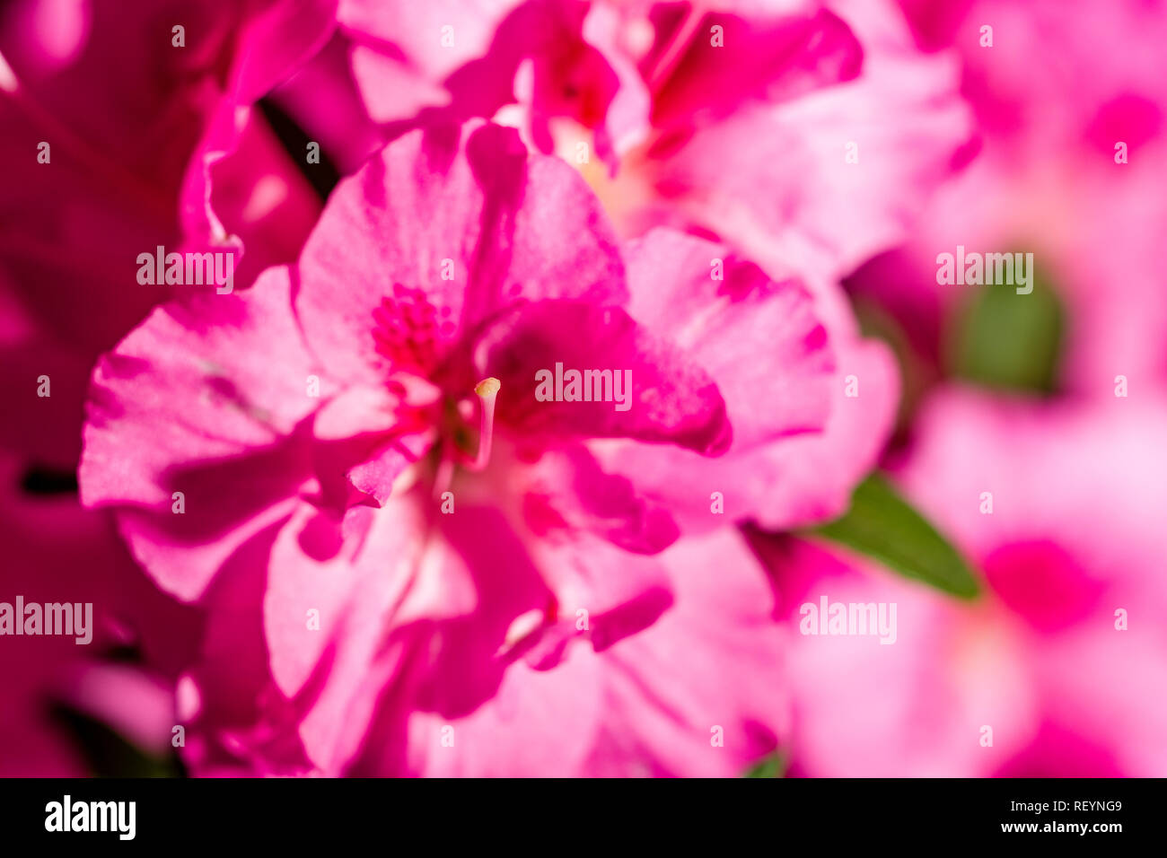 Una rigogliosa fioritura di rosso di un rododendro (Rhododendron indicum) Foto Stock