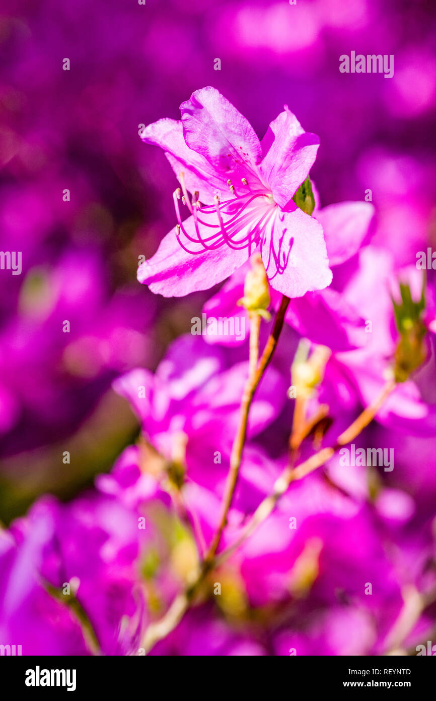Close-up di fioritura viola fiori di rododendro (Ericaceae) Foto Stock