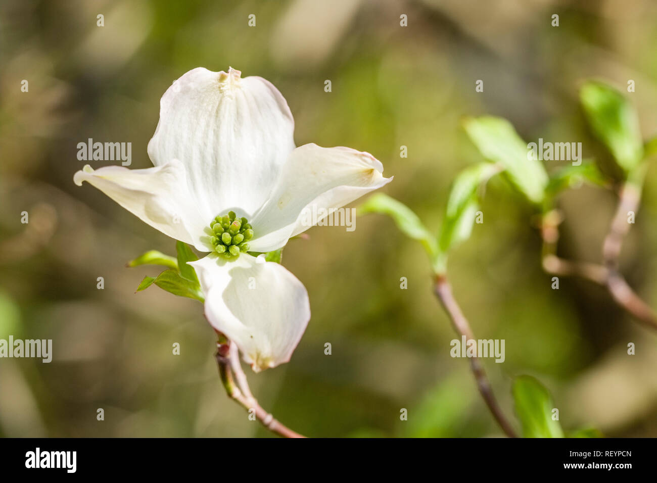 Fioritura Sanguinello (Cornus florida) blooming Foto Stock