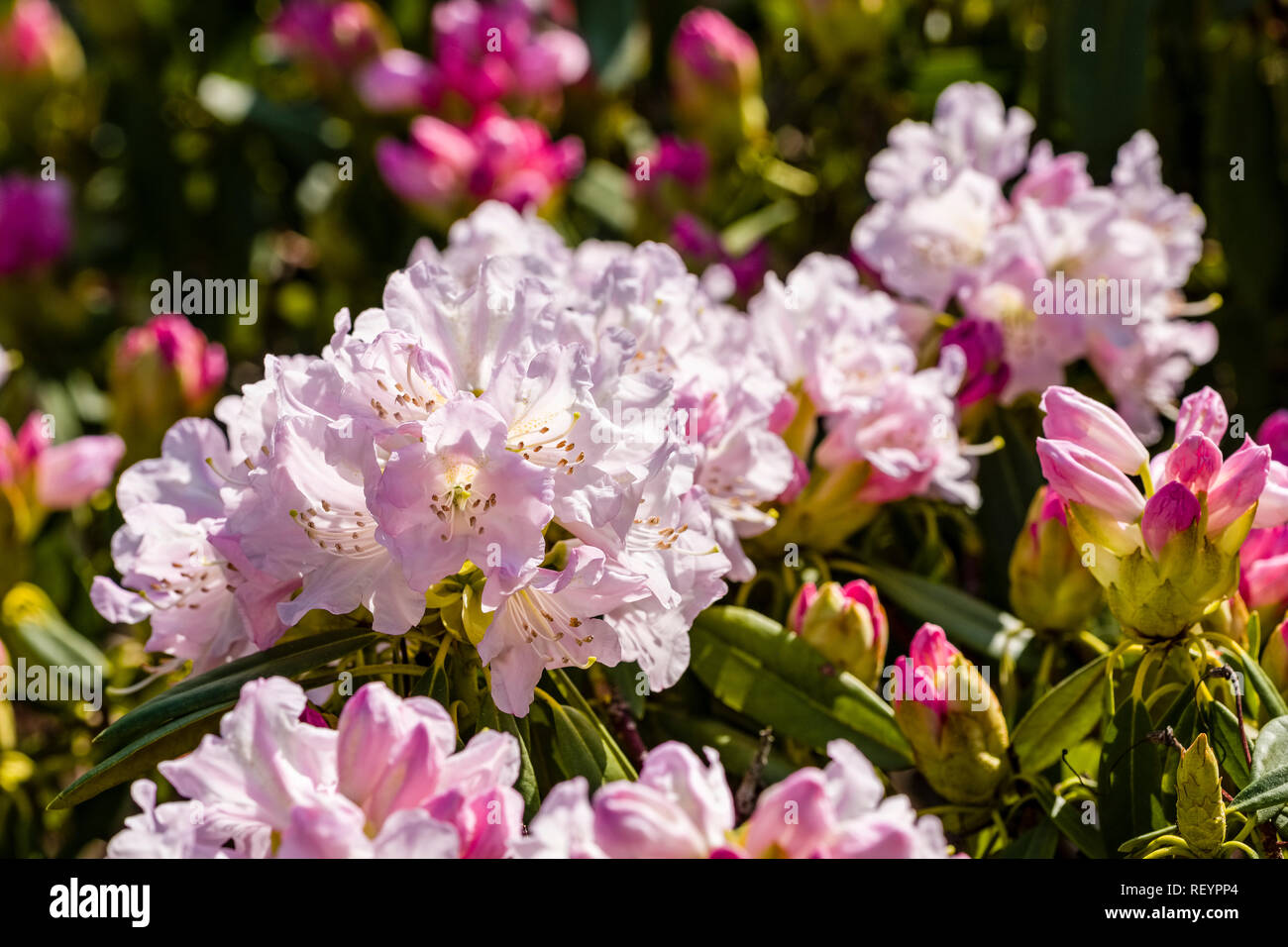 Royal azalea (Rhododendron schlippenbachii) blooming Foto Stock