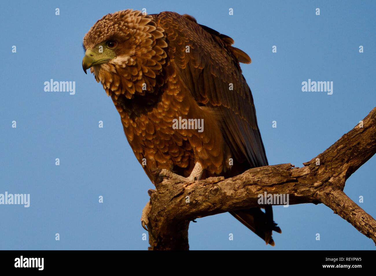 I capretti Bateleur eagle Foto Stock