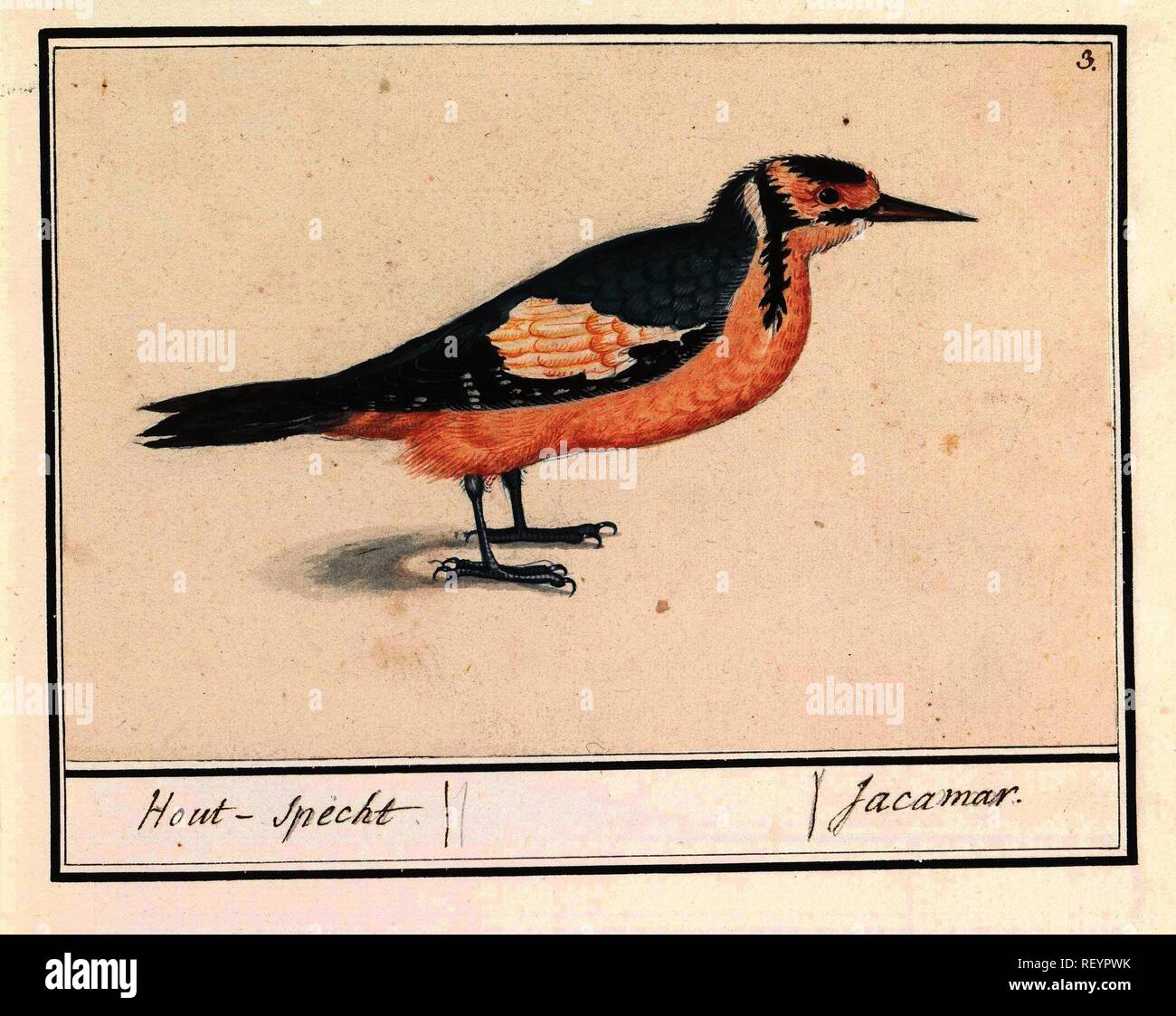 Grote bonte specht (Dendrocopos major). Hout-specht / Jacamar. (Titolo in oggetto). Relatore per parere: Anselmus Boëtius De Boodt. Relatore per parere: Elias Verhulst. Dating: 1596 - 1610. Luogo: Praag. Misurazioni: h 133 mm × W 200 mm. Museo: Rijksmuseum Amsterdam. Foto Stock