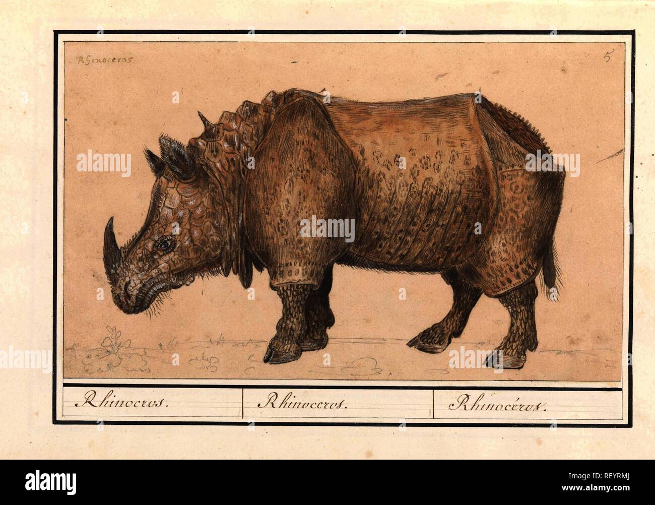 Il rinoceronte indiano (Rhinoceros unicornis). Artista: Albrecht Dürer. Relatore per parere: Anselmus Boëtius De Boodt. Dating: 1596 - 1610. Luogo: Praag. Misurazioni: h 175 mm × W 290 mm. Museo: Rijksmuseum Amsterdam. Foto Stock