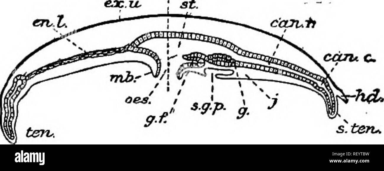 . Un manuale di zoologia elementare . Zoologia. Fig. 119.âA schema di una sezione verticale di uno dei grandi jelly-pesci, come Aurelia. La sezione è divisa da una linea punteggiata in due metà, in uno dei quali è dovuto passare attraverso un canale radiale e in altri attraverso la lamella endoderma. possibile.c, canale circolare; può.r., radiale canal J en.L'endoderma, la lamella; ex.u., exumbrella ectoderm ; g., gonadi; g.f., gastral â il filamento: hd., il cofano di copertura tentacolo di rilevamento; /., gelatina o mesoglea; ml&GT;.t manubrio; ces., esofago; s.g.fi., sub-genitale pit; s.ten., tentacolo senso ; st., st Foto Stock