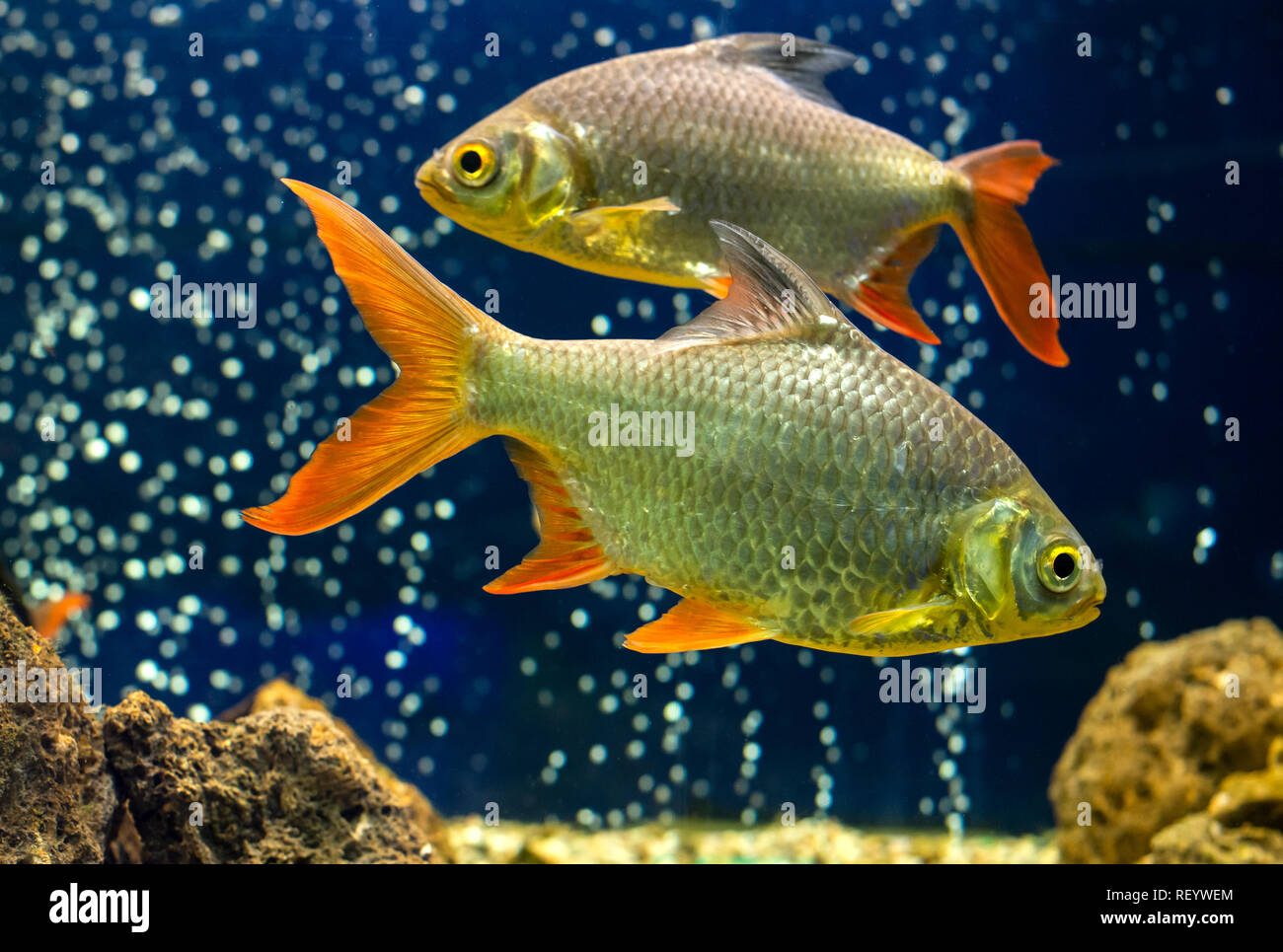 Pesci di acquario. Underwater pietre e sabbia. I pesci e le bolle di aria  sullo sfondo. La vita subacquea Foto stock - Alamy