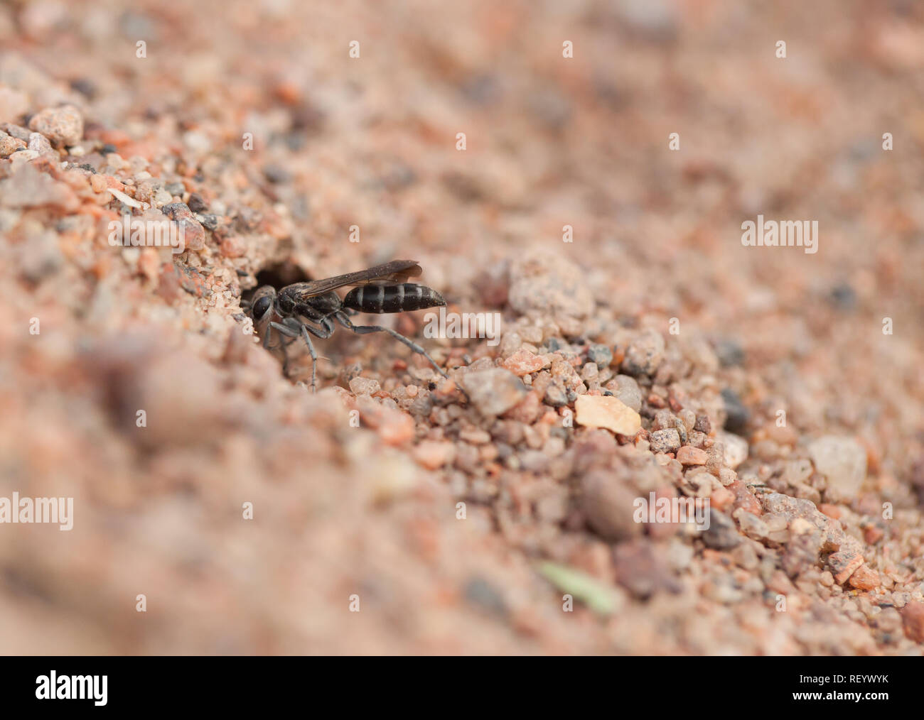 Il ragno plumbeo wasp scavo burrow nesting Foto Stock