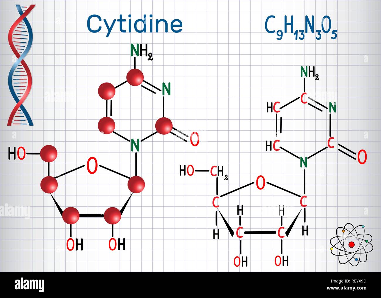 Citidina - pirimidina nucleoside molecola, è parte importante del RNA. Formula chimica di struttura e la molecola modello. Foglio di carta in una gabbia. Vettore Illustrazione Vettoriale