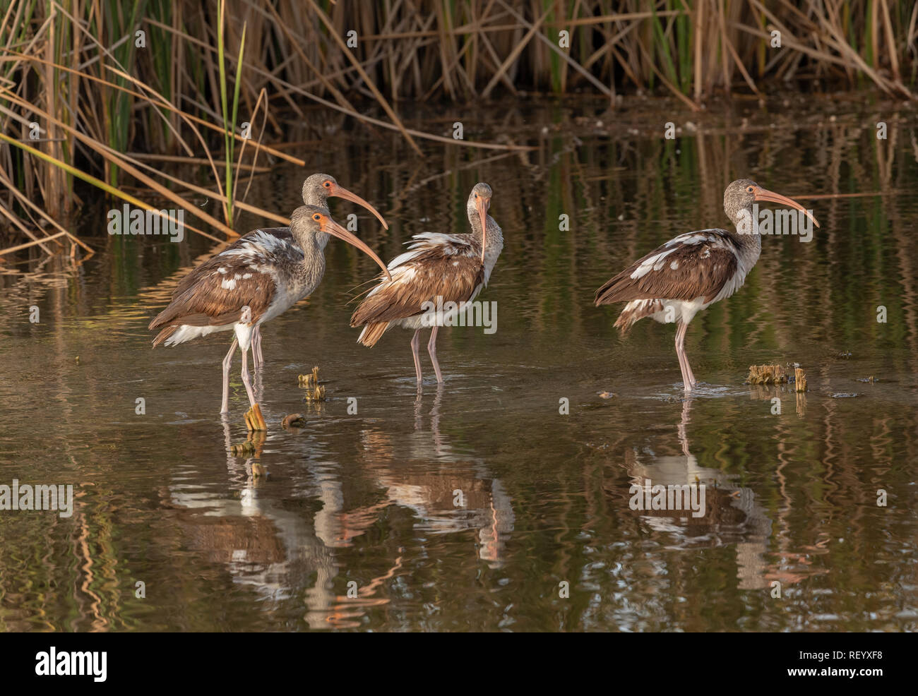 Gruppo di immaturo Americano bianco ibis, Eudocimus albus, in laguna, Texas costa. Foto Stock