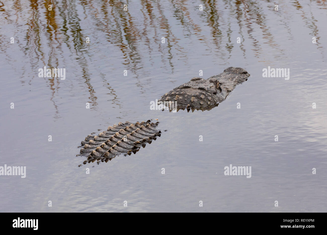 Alligatore comune, alligatore mississippiensis, e parzialmente immerso nella laguna costiera, Texas. Foto Stock