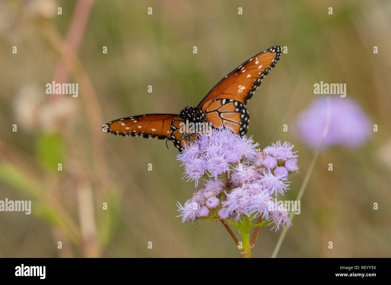 Regina butterfly, Danaus gilippus, si nutrono di fiori in inverno, Texas Foto Stock