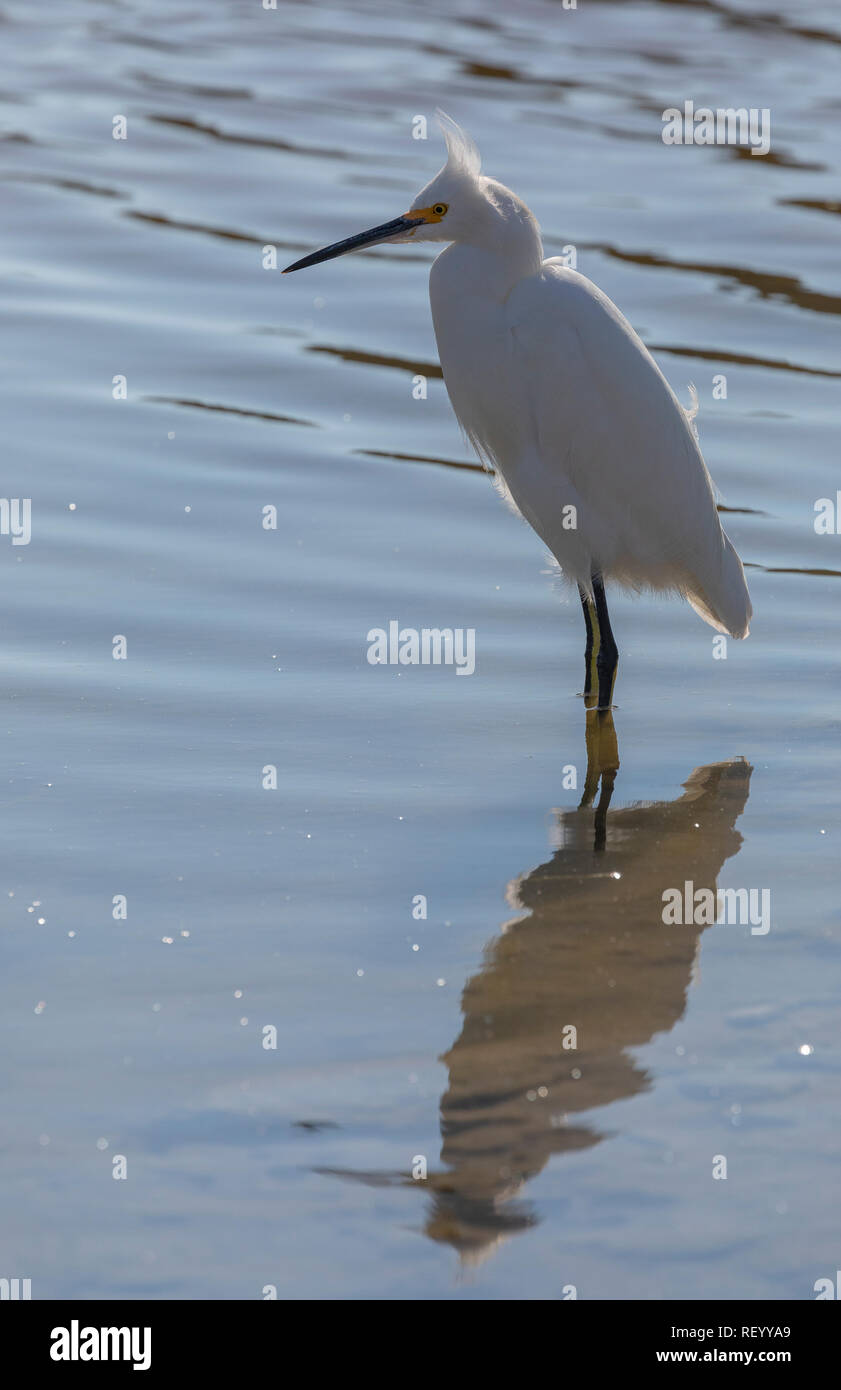 Snowy garzetta, Egretta thuja, pesca in laguna poco profonda, Texas. Foto Stock