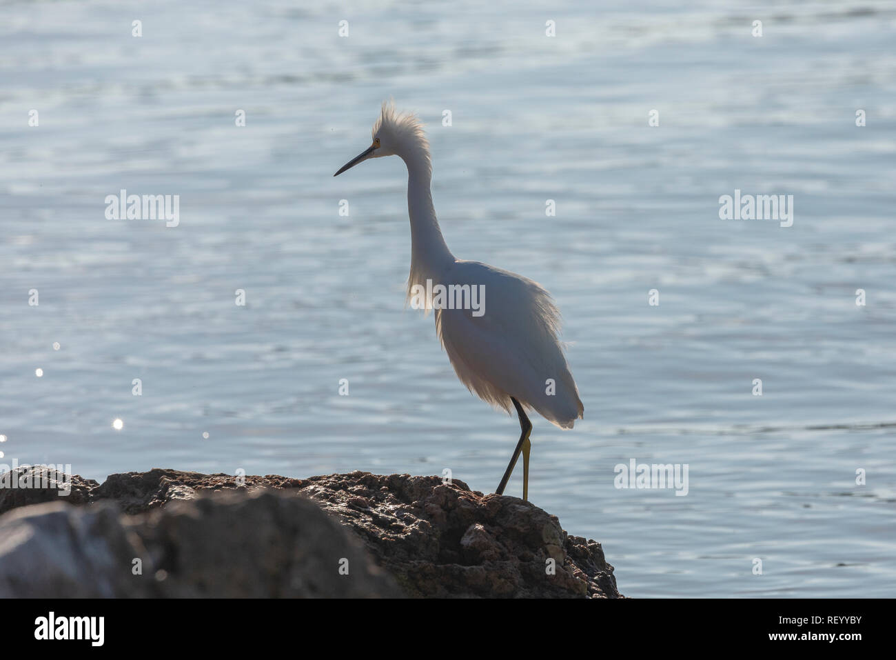 Snowy garzetta, Egretta thuja, pesca in laguna poco profonda, Texas. Foto Stock