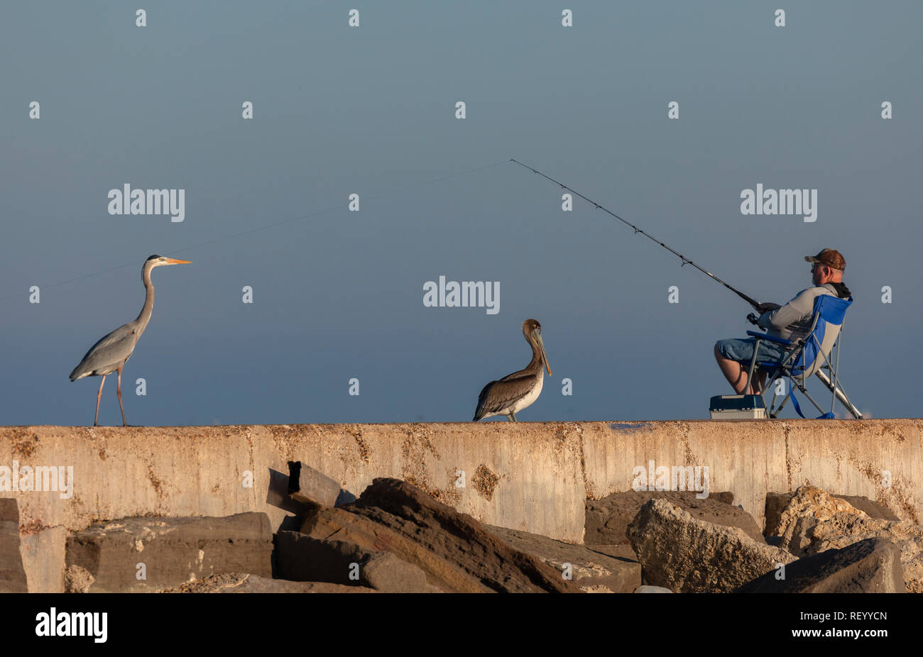 Fisherman con attenta airone blu, Ardea Erodiade e pellicani marroni sul jetty Port Aransas, Texas. Foto Stock