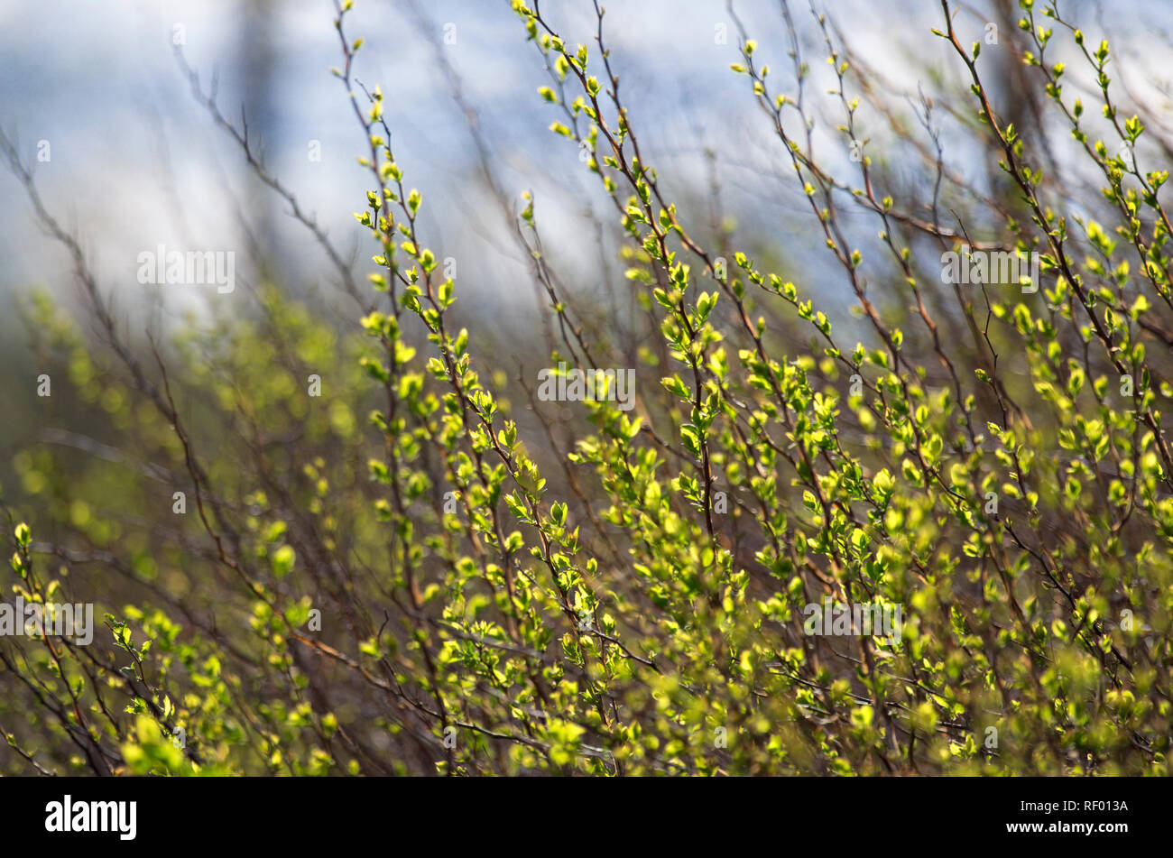 Crescendo steli verdi della bussola soleggiata sul fondo sfocato con ciano sky in primavera Foto Stock