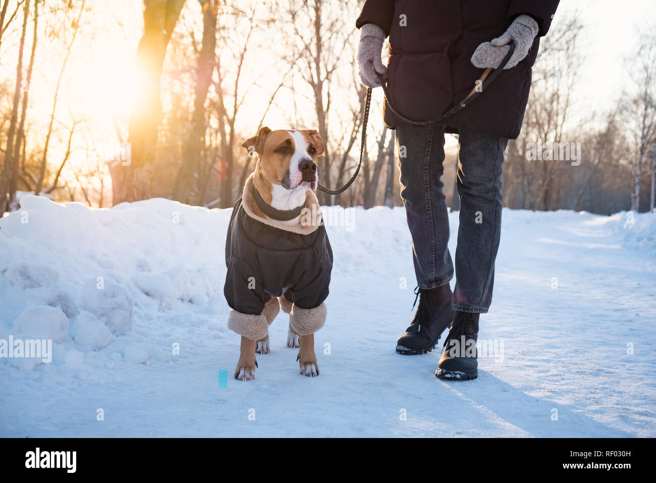 A piedi con un cane su un freddo giorno d'inverno. Persona con un cane in un abbigliamento caldo al guinzaglio in un parco Foto Stock