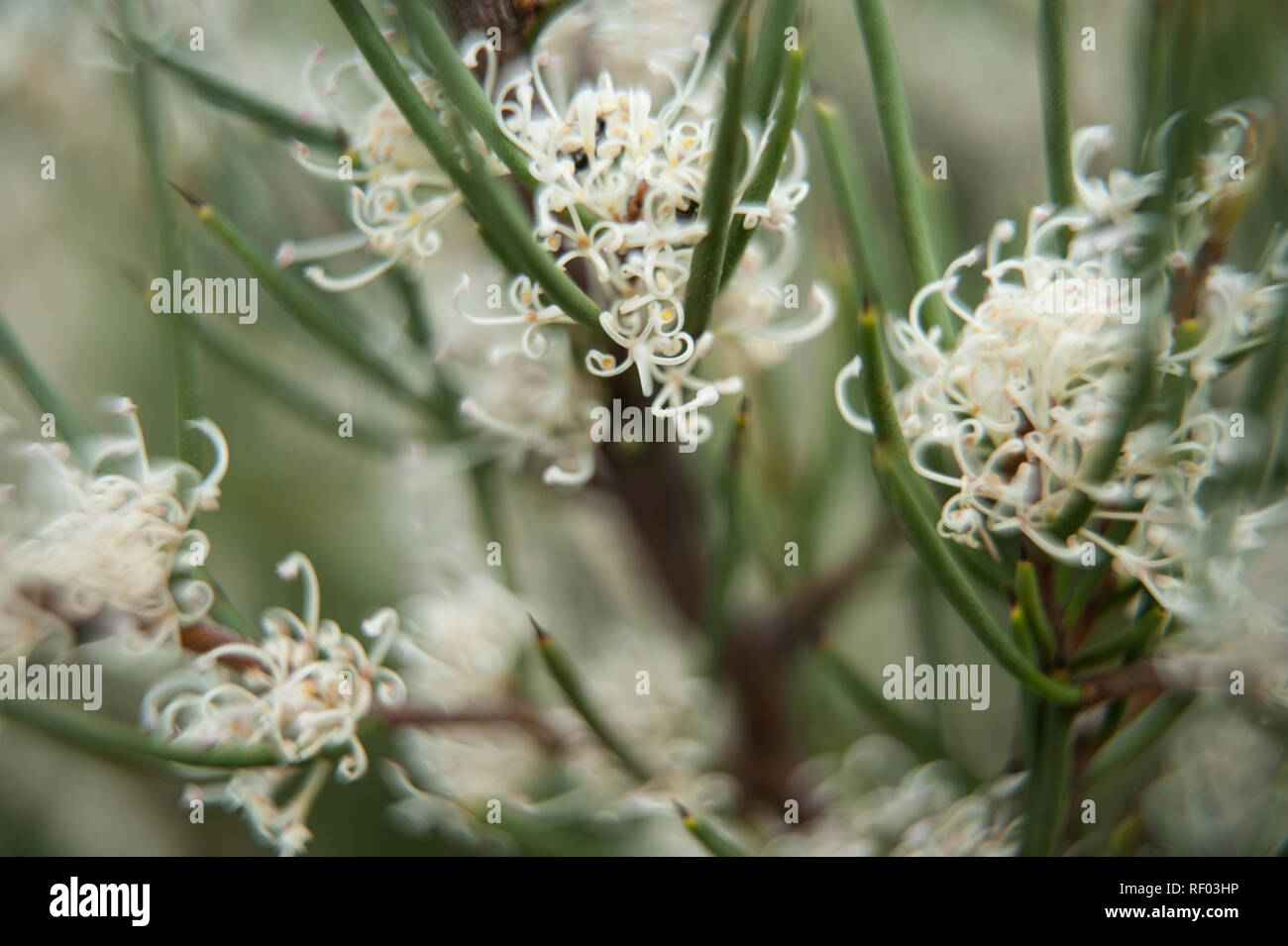 Fiori Selvatici del Vittoriano High Country, Alpi Australiano, Victoria, Australia Foto Stock