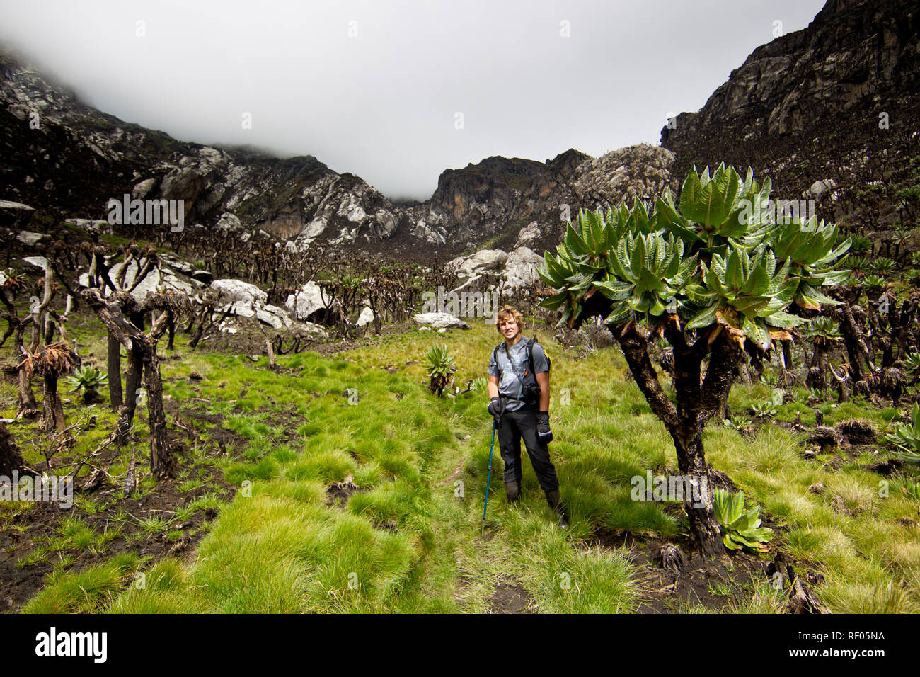 Il giorno 4 del percorso di Kilembe, Rwenzori National Park, Uganda, gli escursionisti si continua a salire nell'Afro vegetazione alpina zona gigante nel mezzo di senecio alberi. Foto Stock