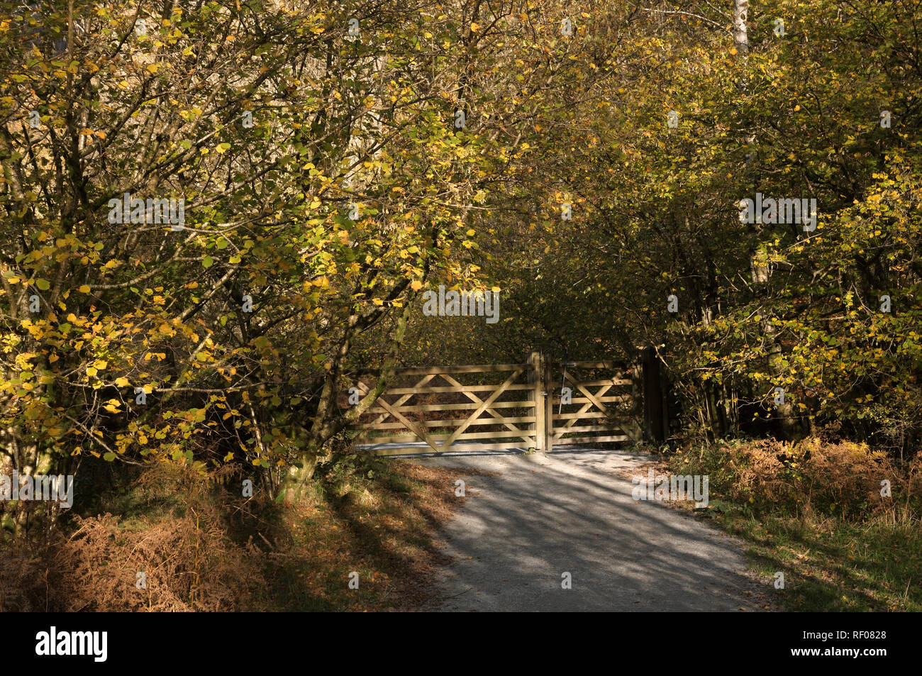 Cancello in legno con sovrastante autunno fogliame degli alberi lungo un sentiero soleggiato in campagna Foto Stock
