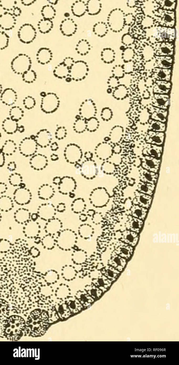 . Embriologia di insetti e myriapods; la storia evolutiva degli insetti, millepiedi e millepedes da uovo desposition [!] alla schiusa. Embriologia -- insetti; embriologia -- Myriapoda. JO ^. Fig. 327.-CalUphora erythrocephala. A-C, fasi successive. D, sezione longitudinale, {bid) Blastoderm, (cc) Scissione nucleo cellulare, (GC) cellule germinali, (os) Oosome. (Pr) periplasma, (pr. i) periplasma interna, {y) Tuorlo, (j/c) tuorlo cell. cellule germinali non è completo, ma non vi è qui formata a forma di imbuto invagination, dal margine di cui una migrazione di nuclei inizia nell'uovo messa dove essi diventano yo Foto Stock