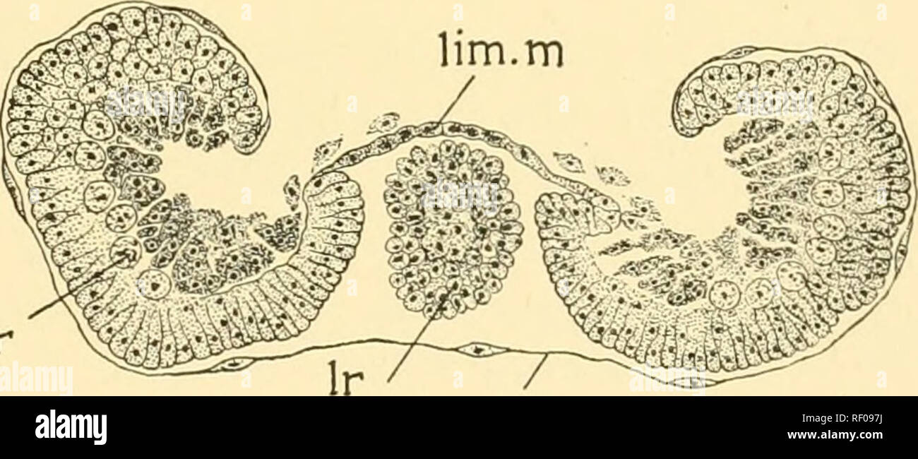 . Embriologia di insetti e myriapods; la storia evolutiva degli insetti, millepiedi e millepedes da uovo desposition [!] alla schiusa. Embriologia -- insetti; embriologia -- Myriapoda. am A B Fig. 304.-Diacrisia. Una sezione trasversale di addome di 52 ore di embrione. B, la sezione trasversale della testa a 57 ore, {am) Amnion, (coel) Coelomic cavità, (.lim. m) Limitare la membrana della stomodaeum. (Ir) Labrum. {Mes) mesoderma, {neur) Neuroblast. (Neurg) scanalatura neurale. sei (Fig. 305, coel) con una singola coppia nella regione preoral. In questo momento anche la bocca di parti hanno decisamente allungata, sebbene il loro segme Foto Stock