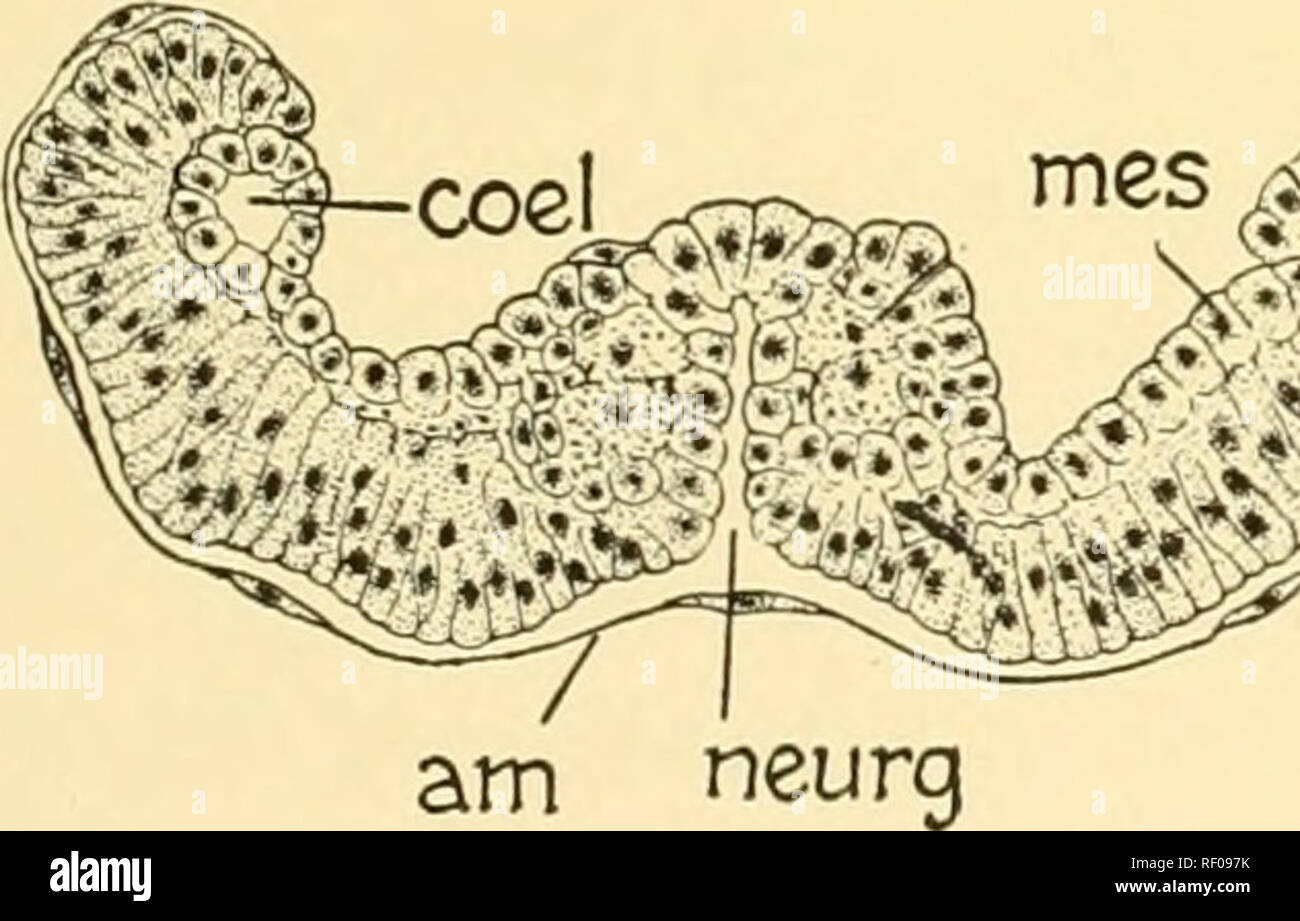 . Embriologia di insetti e myriapods; la storia evolutiva degli insetti, millepiedi e millepedes da uovo desposition [!] alla schiusa. Embriologia -- insetti; embriologia -- Myriapoda. A B Fig. 303.-Diacrisia. Mediano longitudinale della sezione 52 ore di embrione. Un, procto- daeum (proct). B estremità cefalica (am) Amnion, {coel) Coelomic cavità, {stom) Stomo- daeum. (Suboesb) Subesophageal corpo. La regione preoral è rivestito con uno strato singolo di cellule. La punta del stomodaeal invagination in 57 ore è diventata molto sottile (Fig. 3045); il labrum (Ir) è ben sviluppata e la neuroblasts (neur), Foto Stock