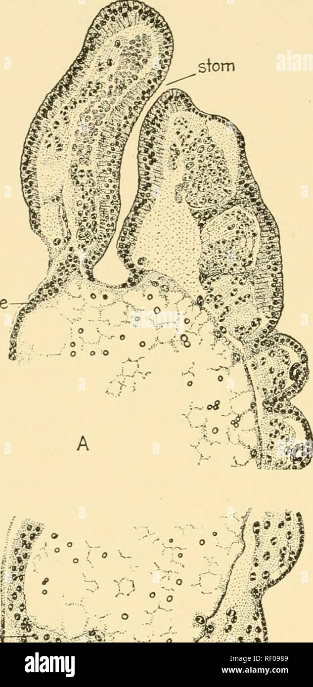 . Embriologia di insetti e myriapods; la storia evolutiva degli insetti, millepiedi e millepedes da uovo desposition [!] alla schiusa. Embriologia -- insetti; embriologia -- Myriapoda. 330 EMBRIOLOGIA DI INSETTI E MYRIAPODS mge-^'" il tuorlo. L'estensione caudale del rudiment anteriore e la estensione cefalica del rudiment posteriore (Fig. 285, mge) della prossima riunione sulla superficie dorsale del tuorlo circa un terzo della lunghezza dell'uovo dal suo polo cefalico. La striscia epiteliale così formato si estende rapidamente ventrad sopra i lati del tuorlo fino a quando quest'ultimo è completamente racchiuso, t Foto Stock